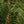 Thymes Frasier Fir
