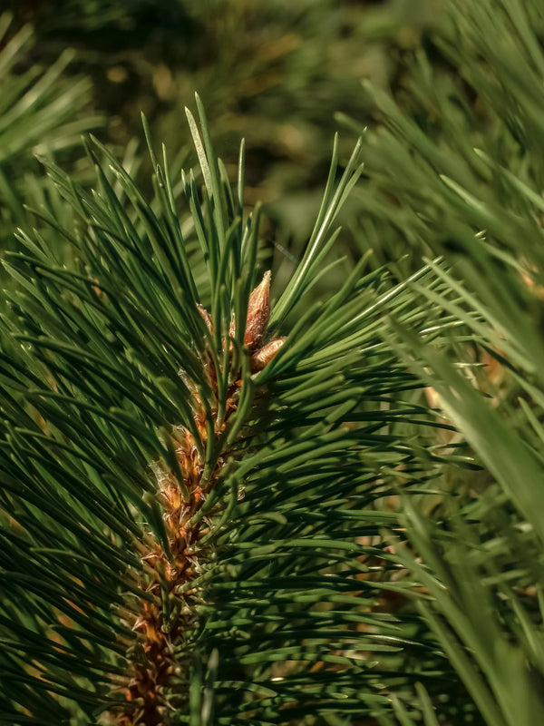 Thymes Frasier Fir