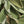 Thymes Sienna Sage