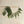 Faux Cypress Garland